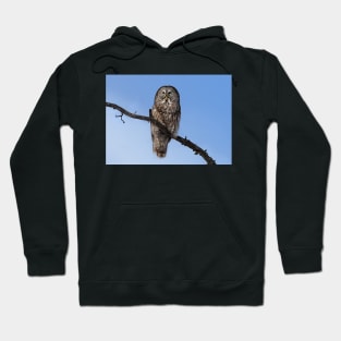 Great Grey owl sits in his perch Hoodie